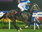 Speedy Cat will attempt to give his trainer his first Group success.<br>Photo by Singapore Turf Club